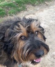 marionsalltagshunde mobile Hundetrainerin Bild 6