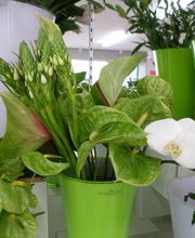 Aux Fleurs de l'Aulne image 17