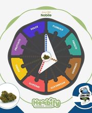Herbify Cannabis Lovers Delivery immagine 5