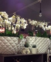 Blumen Fleischli Bild 9