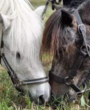 Poney Club Des Cinq Arpents image 2