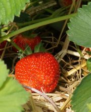 Pflanzencenter Fehr Bild 10