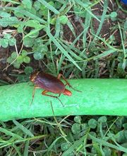 ServGuard Pest Solutions image 4