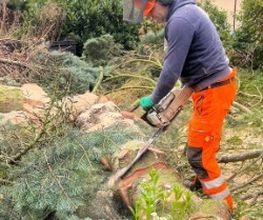 Gabriel Baum- & Gartenpflege Bild 7