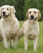 KYNOS - JORIS LOEFF Éducateur comportementaliste canin image 6