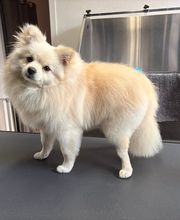 Artgerecht-dogspa Bild 9