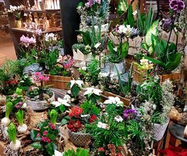 Espace Fleurs image 14