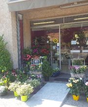 Fayence Fleurs image 11