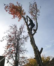 Vista Valley Tree Service Inc image 4