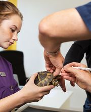 Dr. med. vet. Frey Artur Bild 10