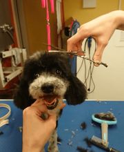 Hundesalon Toxi Horgen Bild 9