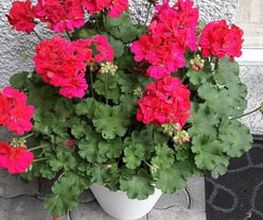 Schwab Fleurs SA Bild 9