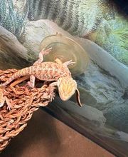 Petsense by Tractor Supply image 6