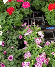 Blumen Steinhilber Weiden Bild 7