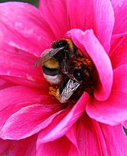 Claudine Fleurs image 1