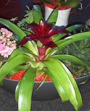 Schwab Fleurs SA Bild 3