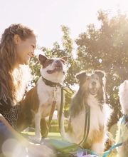 Sympatidog image 1