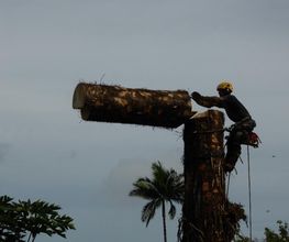 D'Arbre en Arbre image 18
