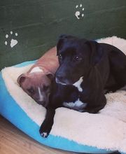 RESIDENCIA CANINA SORIA imagen 9