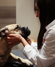 Pure Paws Veterinary Care of Clinton Hill image 4