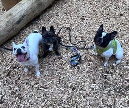 Focus Dogs Hundeschule KlG Bild 7