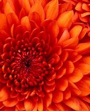 Alarcon Bruno image 6