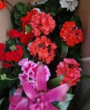 Floristería Ave de Paraíso imagen 2