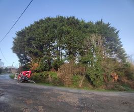 LN Bois image 5
