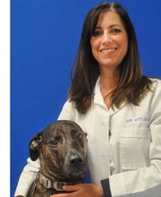 Caring Hands Animal Hospital - Clarendon image 4