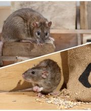 Essaddi Nuisible Expert Bild 2