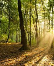 Schwarz Bestattungsdienst Erding Bild 6