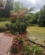 MANO PAYSAGE image 6