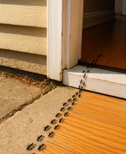 Source Pest Control image 19