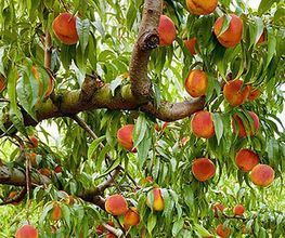 Gilfruits image 1