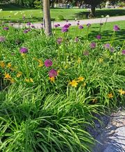 Bruno Winet, Privatgärtner Bild 11