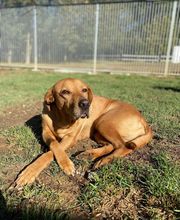 Pension Dog Méditerranée image 3