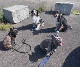 Focus Dogs Hundeschule KlG Bild 4
