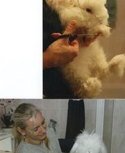 Toutou Bigoudis image 6