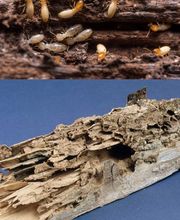 F3P - France Protection Plus pour Patrimoine Cognac image 10