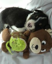 Elevage la Vallée des Petits Bois image 1