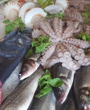 Gallery Professionale