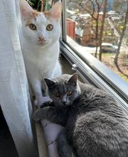 Maggy's Mobiler Katzenservice Unna Bild 1