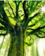 ALINE CAMBOULIVES ARBORESCENCE BILAN DE COMPETENCES -FORMATIONS-ACCOMPAGNEMENT image 1