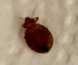 3D Nuisibles Extermination image 5
