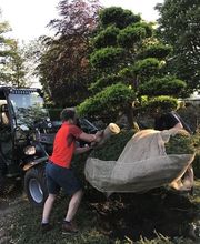 Dirven Boomverzorging afbeelding 6