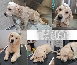 Douceur Canine image 12