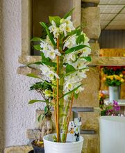 Brin De Nature image 13