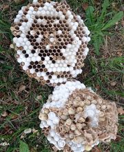 Bresse Nuisibles image 4