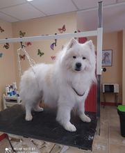 AU TOUTOU MARANS image 13