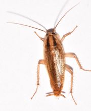 OPC Pest Services image 16